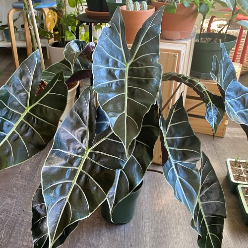 Alocasia Dragon Tooth