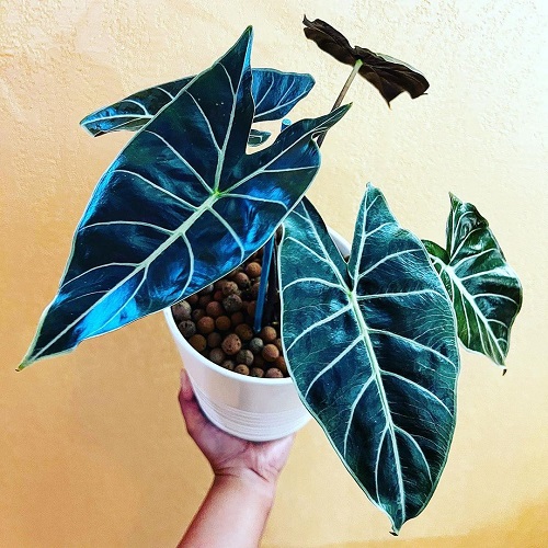 Alocasia Dragon Tooth 2