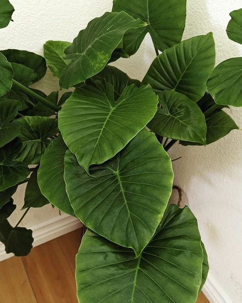 Alocasia Odora