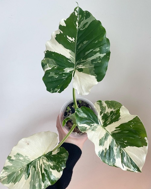 Alocasia Odora 4