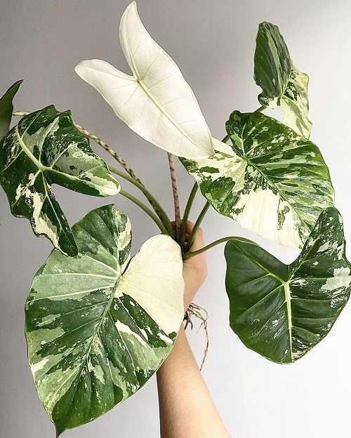 Alocasia Odora 2