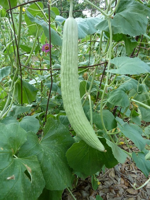 Vegetables That Look Like Cucumbers 7