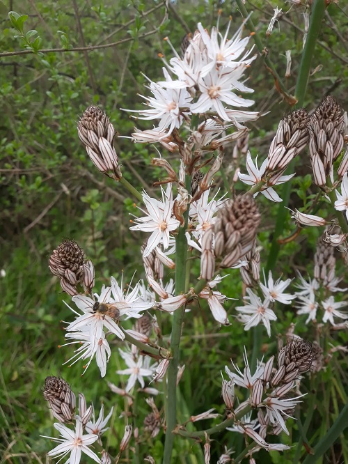 Flowers that Represent Death 9