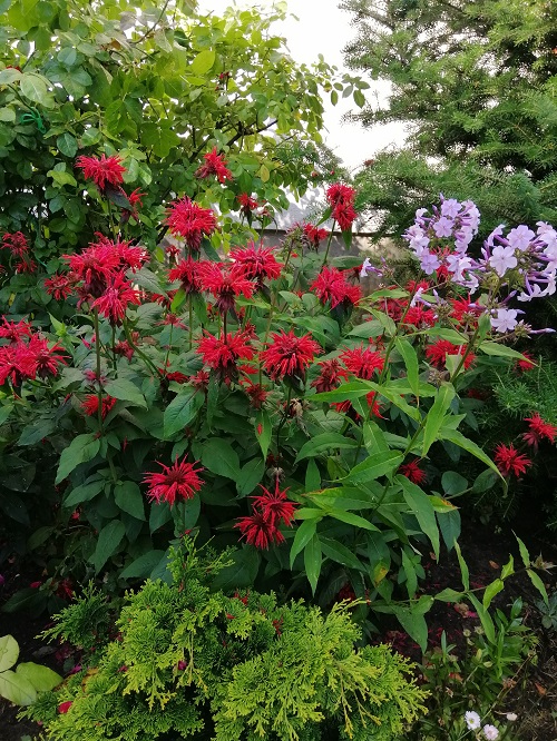 48 Best Deer Resistant Perennials 1