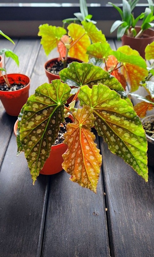 Begonia Maculata Varieties 9