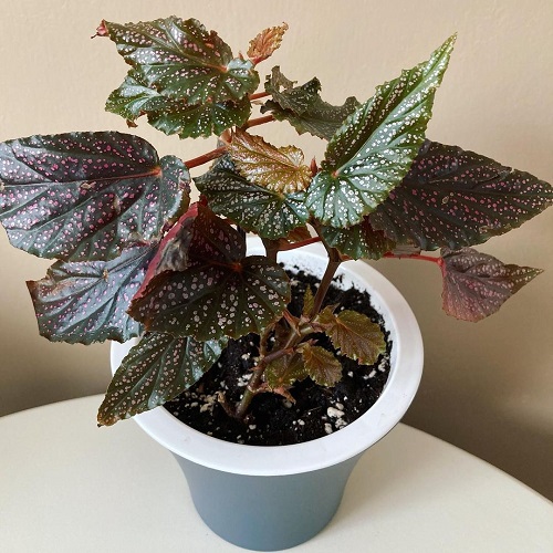 Begonia Maculata Varieties 11