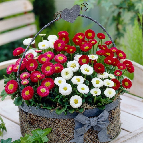 Bellis Perennis Uses