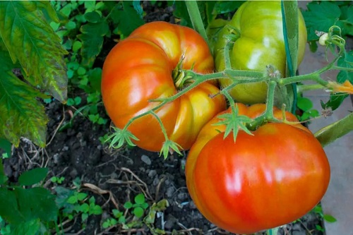 Tomatoes For Sandwiches 8