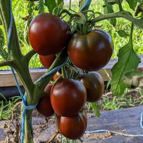 Tomatoes For Sandwiches 10