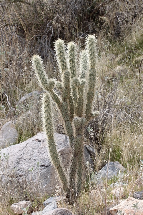 Types of Columnar Cactus Varieties 9