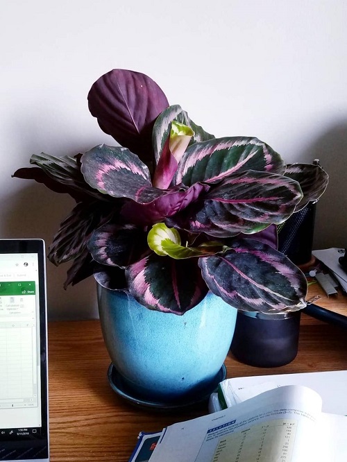 How to Grow Calathea Roseopicta 1