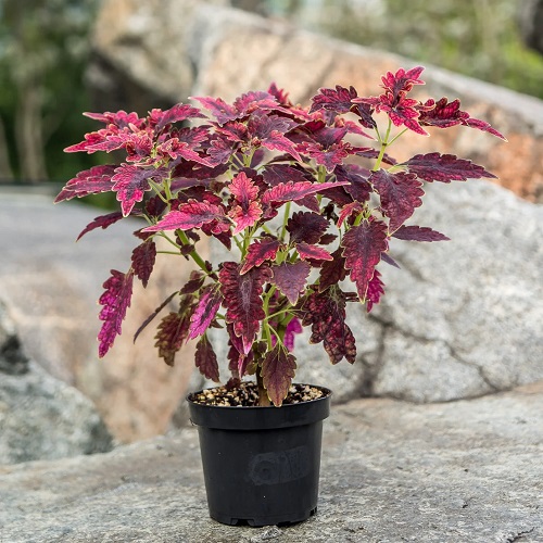 Purple Coleus Varieties 30