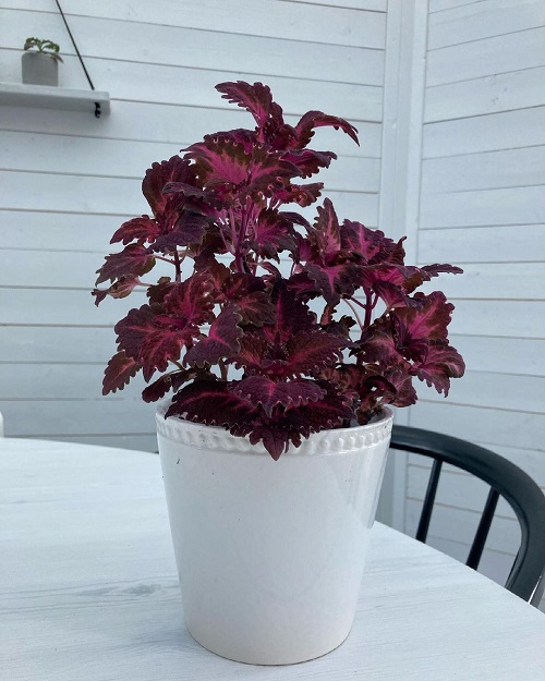 Purple Coleus Varieties 48