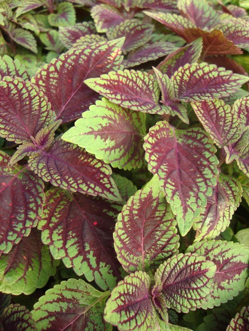 Purple Coleus Varieties 28