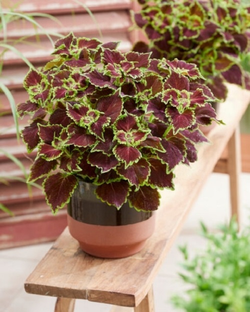 Purple Coleus Varieties 44