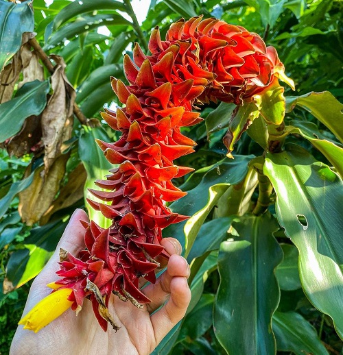 Costus Barbatus