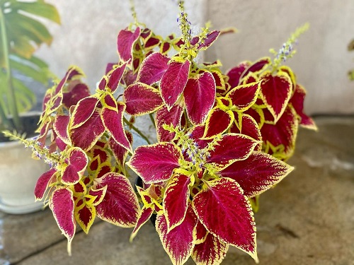 Purple Coleus Varieties 36