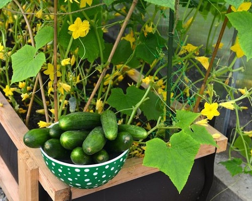 Zucchini vs. Cucumber 2