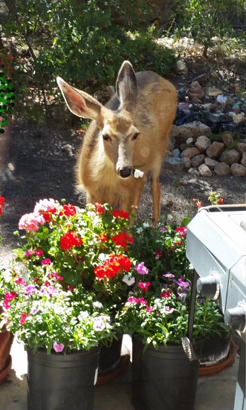 Do Deer Eat Geraniums