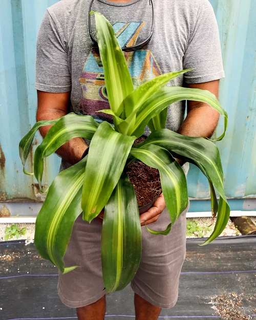 Dracaena Hawaiian Sunshine 3