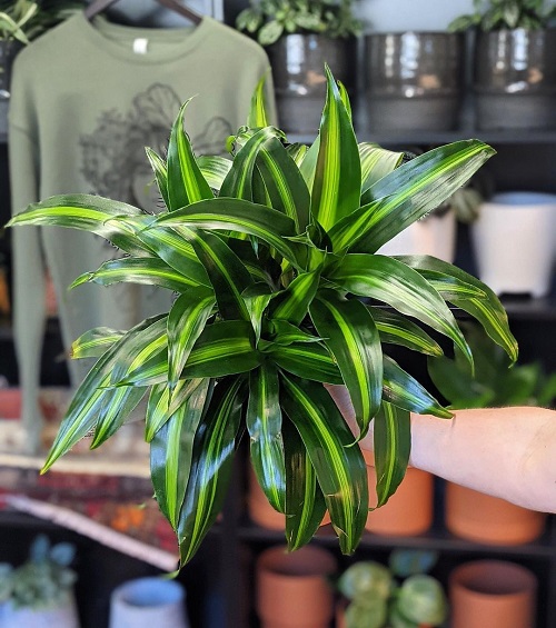 Dracaena Hawaiian Sunshine