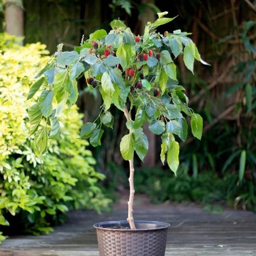 Dwarf Fruit Trees Under 6 Feet 10