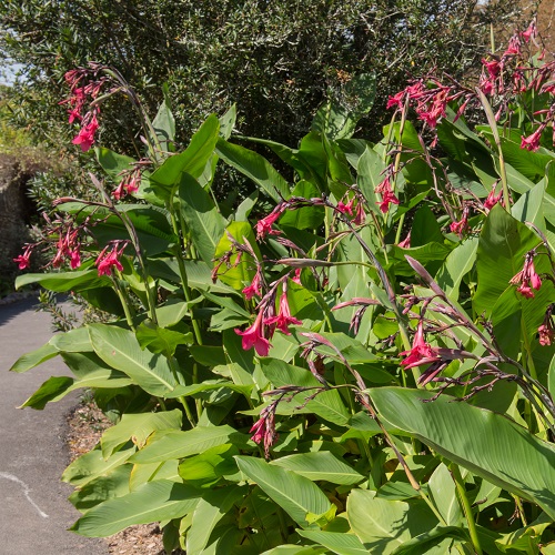 Tall Canna Lily Varieties 17