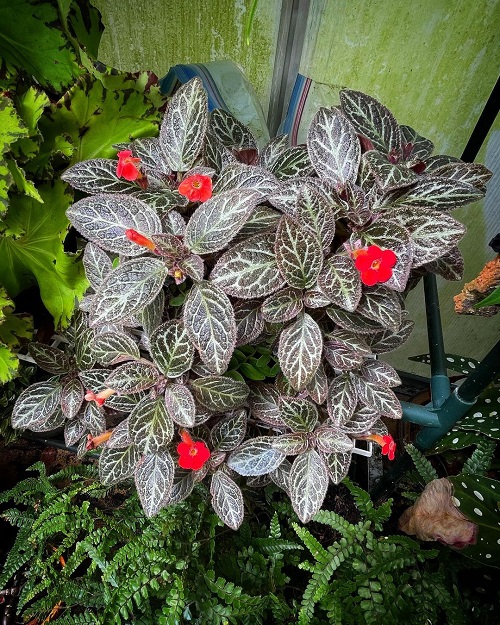 Episcia Cupreata