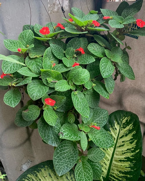 Episcia Cupreata 3