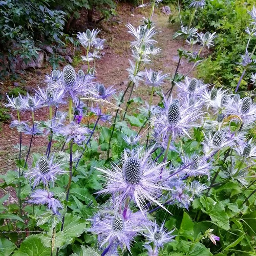 Eryngium Varieties 7