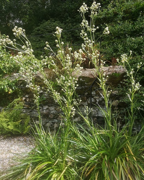 Eryngium Varieties 15