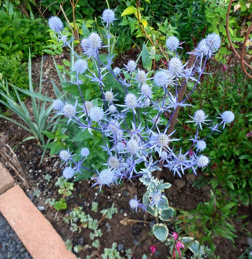 Eryngium Varieties 13