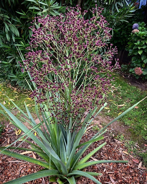 Eryngium Varieties 11