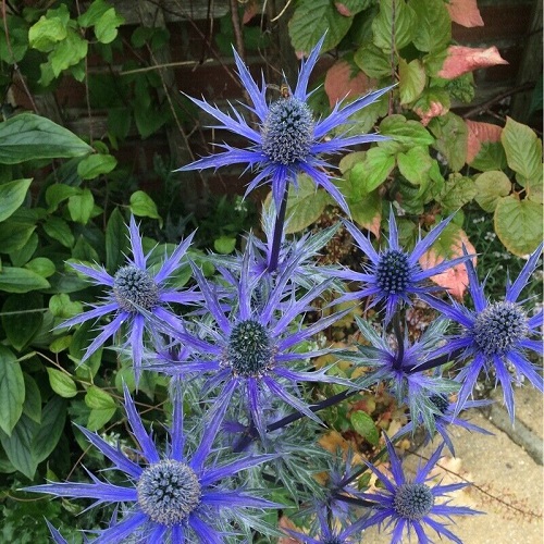 Eryngium Varieties 9