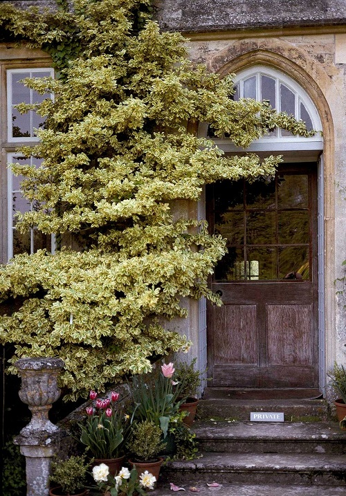 Shrubs That Climb 3