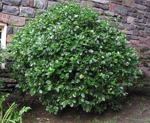 Low Maintenance Evergreen Shrubs 39