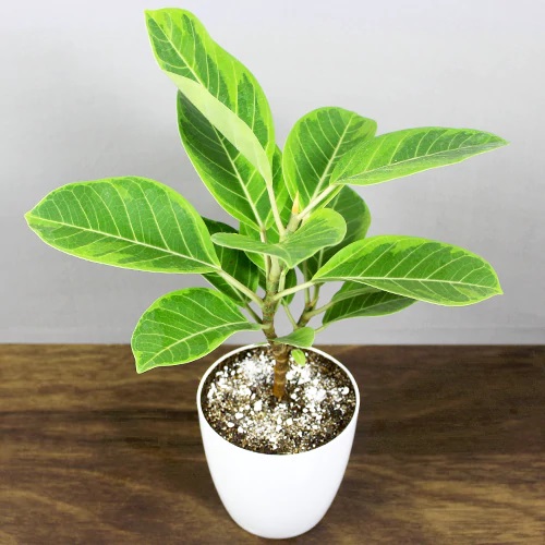 Types of Rubber Plants-Lemon Lime