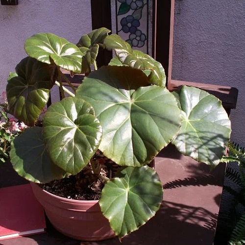 Begonia Maculata Varieties 5