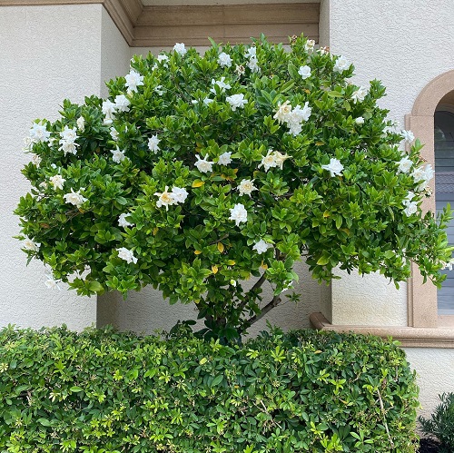 Flowers that Represent Family 3