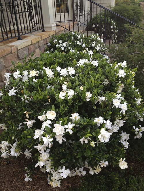 Low Maintenance Evergreen Shrubs 3