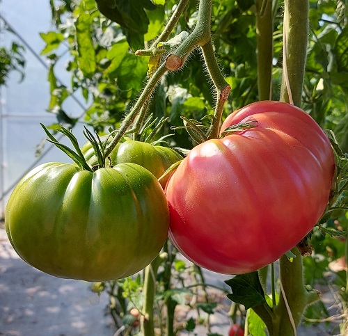 Tomatoes For Sandwiches 24