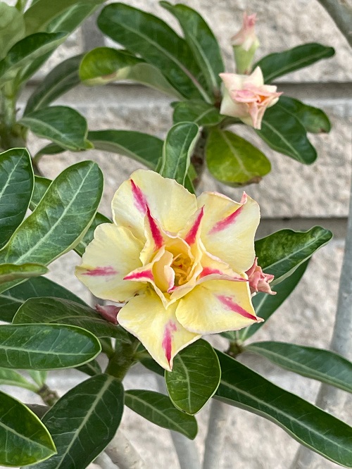 Types of Desert Rose Varieties 14