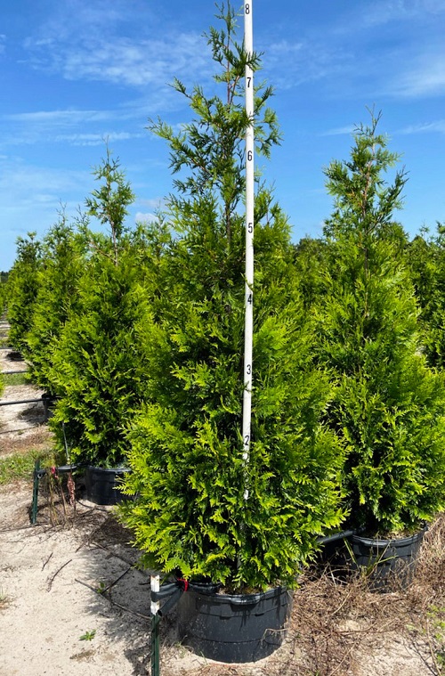 Green Giant Arborvitae 2