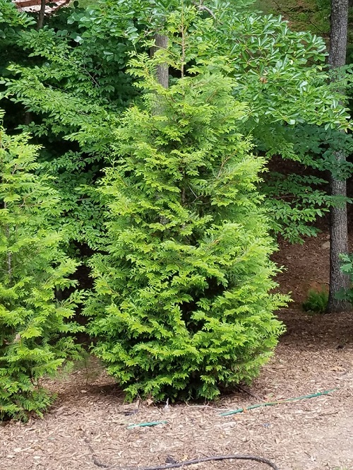 Green Giant Arborvitae