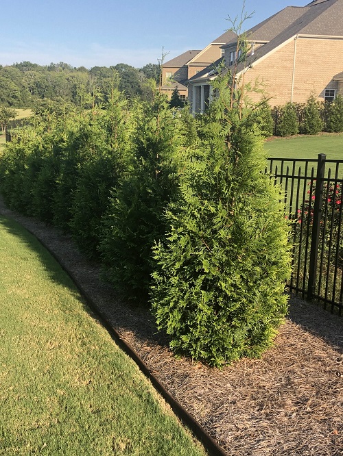 Green Giant Arborvitae 10