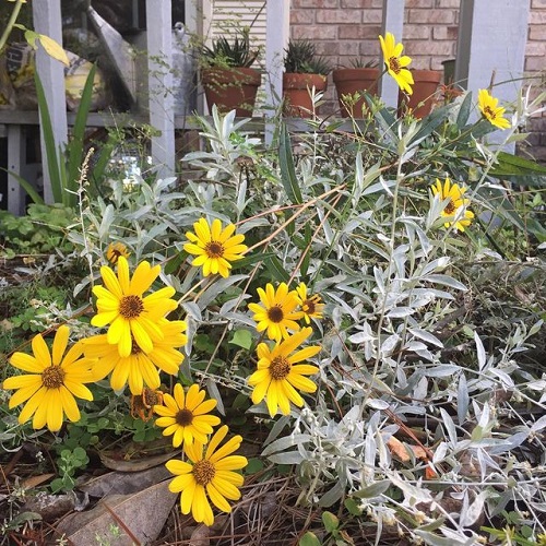 Are Sunflower Perennials 4