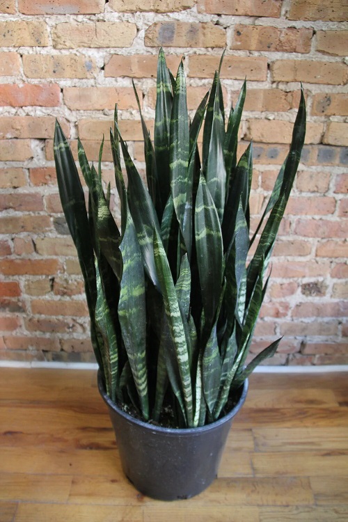 Sansevieria Black Coral 2