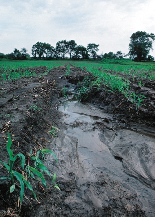 How to Fix Hydrophobic Soil 2