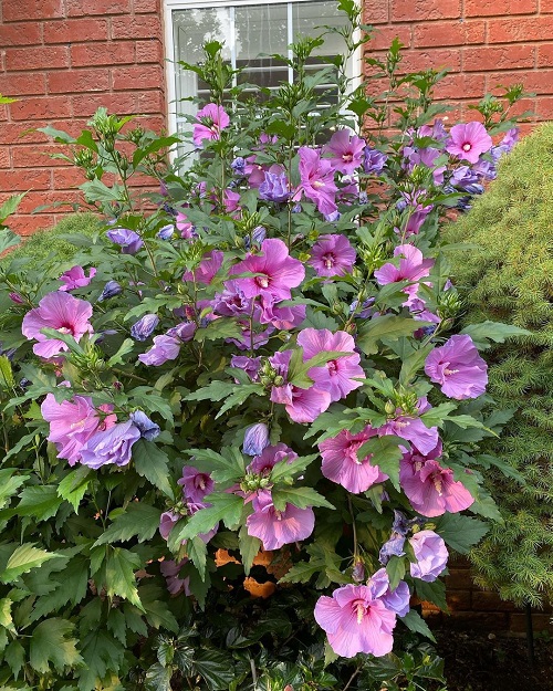 Pruning Rose of Sharon