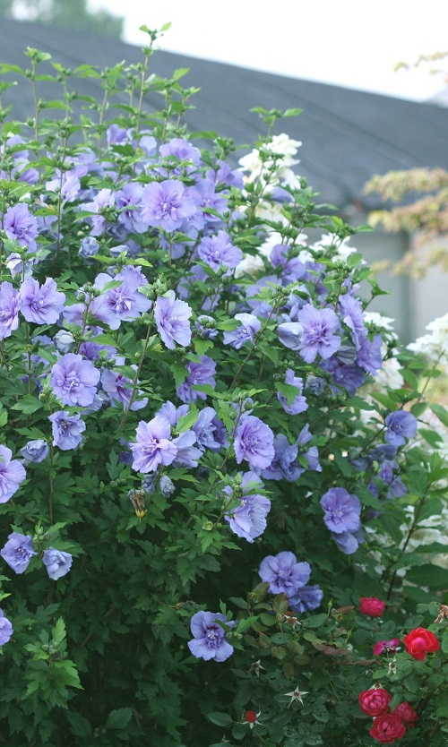 Pruning Rose of Sharon 2